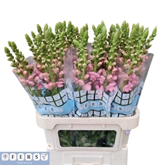 Antirrhinum Potomac Pink 80cm
