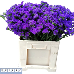 Limonium Sinuatum Crystal Dark Blue 50cm 30gr.