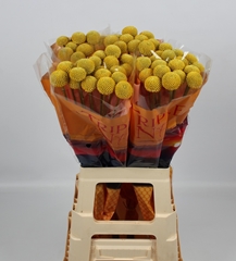 Craspedia Paintball Jumbo 70cm