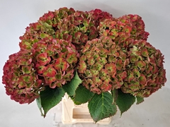 Hydrangea My Beautiful Rio Classic 60cm 18-20cm Hd