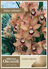 Cymbidium Charly Brown 60cm