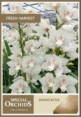 Cymbidium Snowcastle 50cm