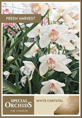 Cymbidium Mrs. White Crystal 60cm