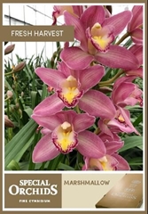 Cymbidium Marshmallow 80cm
