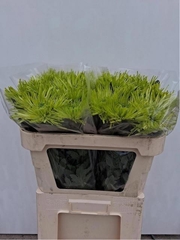 Chrysanth Single Tula Green 70cm 80gr.