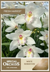 Cymbidium Hms. White Sensation 80cm
