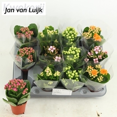 Kalanchoe Single Mix 5 Colours 6Ø 14cm