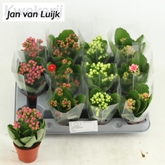 Kalanchoe Single Mix 5 Colours 6Ø 14cm