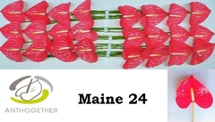 Anthurium Maine 11cm Hd