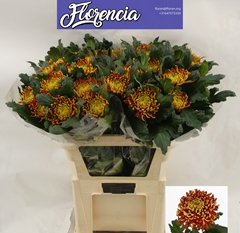 Chrysanth Single Tom Pearce 80cm 60gr.