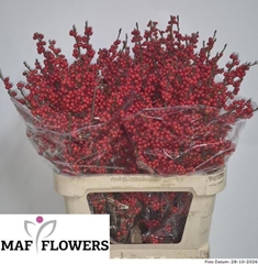 Ilex Red Berry 80cm