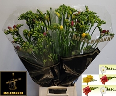 Freesia Double Mix 70cm 30gr.