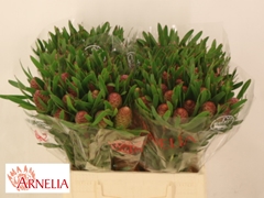 Leucadendron Coniferum Ayoba Blushed Pearl 40cm Spray
