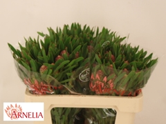 Leucadendron Coniferum Ayoba Blushed Pearl 50cm Spray