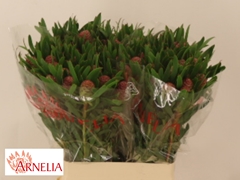 Leucadendron Coniferum Ayoba Blushed Pearl 60cm Spray