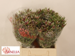 Leucadendron Ayoba Star Pearl 40cm Spray