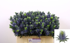 Eryngium Supernova Questar 50cm