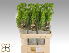 Moluccella 80cm