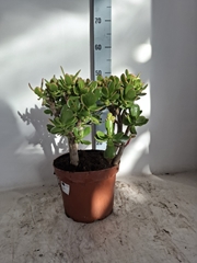Crassula Sunset 23Ø 45cm