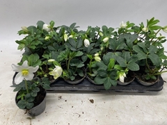 Helleborus Little Star 9Ø 18cm