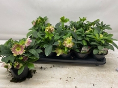 Helleborus Orientalis 12Ø 26cm