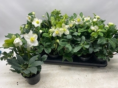 Helleborus Happy Day 12Ø 26cm