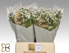 Limonium Sinuatum Frost Wings 60cm 20gr.