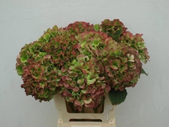 Hydrangea Verena Classic 60cm 14-16cm Hd