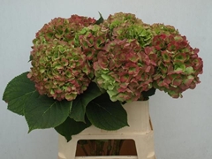 Hydrangea Verena Classic 80cm 18-20cm Hd