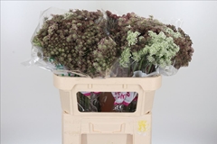 Daucus Carota Dara 70cm