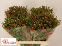Leucadendron Ayoba Cherry Pearl 60cm