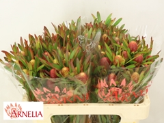 Leucadendron Ayoba Cherry Pearl 50cm Spray