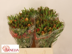 Leucadendron Ayoba Cherry Pearl 40cm