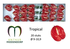 Anthurium Tropical 950cm Hd