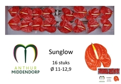 Anthurium Sunglow 11cm Hd