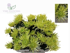 Chrysanth Single Tula Green 75cm 75gr.