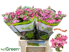 Oxypetalum Pink Harmony 40cm