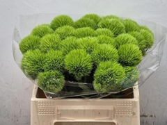 Dianthus Barb Green Trick 35cm