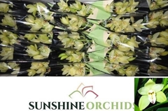 Cymbidium Mini Paddy 30cm
