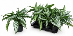 Aglaonema Silver Queen Compact 14Ø 40cm