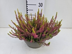 Calluna Garden Girls Golden Angie 23Ø 25cm