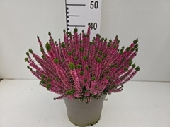 Callu Gg Tamira 24Ø 40cm