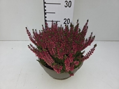 Calluna Garden Girls Franca 23Ø 20cm