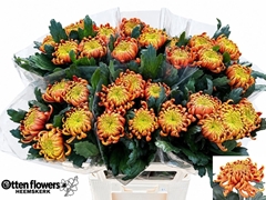 Chrysanth Single Fuego 80cm 120gr.