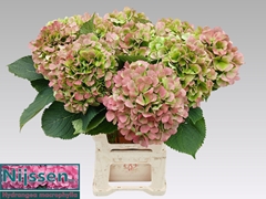Hydrangea Verena Classic 60cm 20-22cm Hd