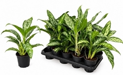 Aglaonema Mix 11Ø 45cm