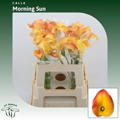 Zantedeschia Morning Sun 55cm