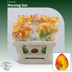 Zantedeschia Morning Sun 50cm