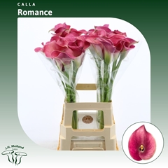 Zantedeschia Captain Romance 70cm