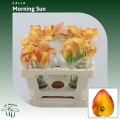 Zantedeschia Morning Sun 45cm